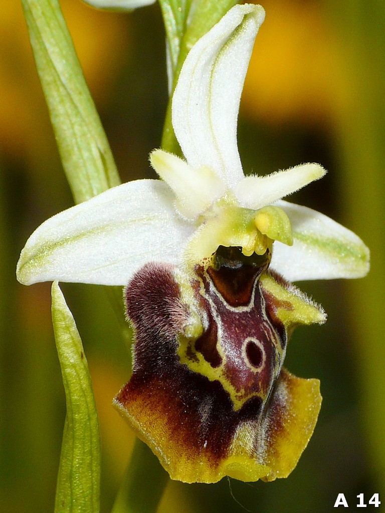 Ophrys dinarica (=Ophrys personata)  in Abruzzo